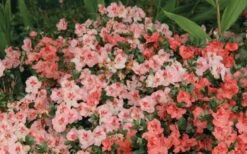 Hilda Niblett Azalea - 1 Gallon Pot -Flowers World Shop Azalea Hilda Niblet Flowers 2 1