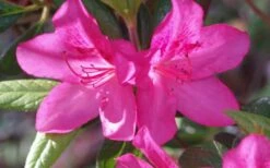 Judge Solomon Southern Indica Azalea - 1 Gallon Pot -Flowers World Shop Azalea Judge Solomon 50 1