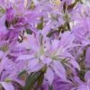 Koromo Shikibu Purple Spider Azalea - 6 Pack Of 1 Gallon Pots -Flowers World Shop Azalea Koromo Shikibu 1