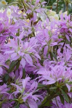 Koromo Shikibu Purple Spider Azalea - 1 Gallon Pot 9 Koromo Shikibu Purple Spider Azalea - 1 Gallon Pot -Flowers World Shop Azalea Koromo Shikibu 2 1