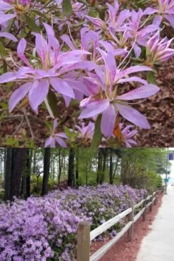Koromo Shikibu Purple Spider Azalea - 1 Gallon Pot 8 Koromo Shikibu Purple Spider Azalea - 1 Gallon Pot -Flowers World Shop Azalea Koromo Shikibu 9 1