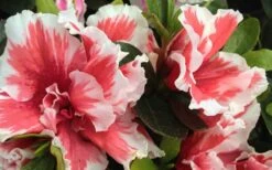 Mardi Gras Southern Indica Azalea - 6 Pack Of 1 Gallon Pots 9 Mardi Gras Southern Indica Azalea - 6 Pack Of 1 Gallon Pots -Flowers World Shop Azalea Mardi Gras 2