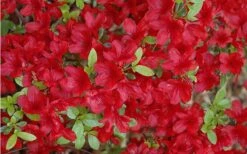 Midnight Flare Azalea - 3 Gallon Pot -Flowers World Shop Azalea Midnight Flare 1 1