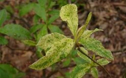 Dons Variegated Native Azalea - Rhododendron - 1 Gallon Pot -Flowers World Shop Azalea Native Dons Variegated 3
