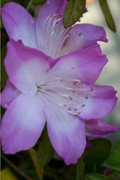 Nuccio's Voodoo Azalea - 1 Gallon Pot -Flowers World Shop Azalea Nuccios Voodoo 1