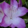Nuccio's Voodoo Azalea - 3 Gallon Pot -Flowers World Shop Azalea Nuccios Voodoo 2 1