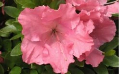 Gumpo Pink Dwarf Azalea - 1 Gallon Pot 9 Gumpo Pink Dwarf Azalea - 1 Gallon Pot -Flowers World Shop Azalea Pink Gumpo