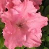 Gumpo Pink Dwarf Azalea - 2 Gallon Pot -Flowers World Shop Azalea Pink Gumpo 500x750 2