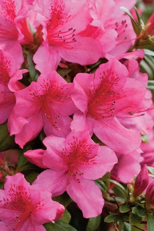 Pride Of Mobile Azalea - 1 Gallon Pot 6 Pride Of Mobile Azalea - 1 Gallon Pot - Image 4