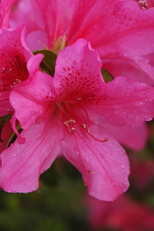 Pride Of Mobile Azalea - 1 Gallon Pot 3 Pride Of Mobile Azalea - 1 Gallon Pot