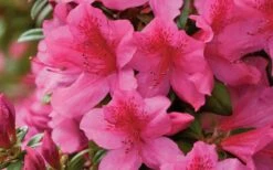 Pride Of Mobile Azalea - 1 Gallon Pot 11 Pride Of Mobile Azalea - 1 Gallon Pot -Flowers World Shop Azalea Pride of Mobile 15