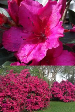Red Formosa Azalea - 3 Gallon Pot -Flowers World Shop Azalea Red Formosa 1 500x750 1