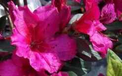 Red Formosa Azalea - 3 Gallon Pot -Flowers World Shop Azalea Red Formosa