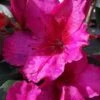 Red Formosa Azalea - 3 Gallon Pot -Flowers World Shop Azalea Red Formosa 5