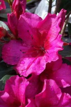 Red Formosa Azalea - 3 Gallon Pot