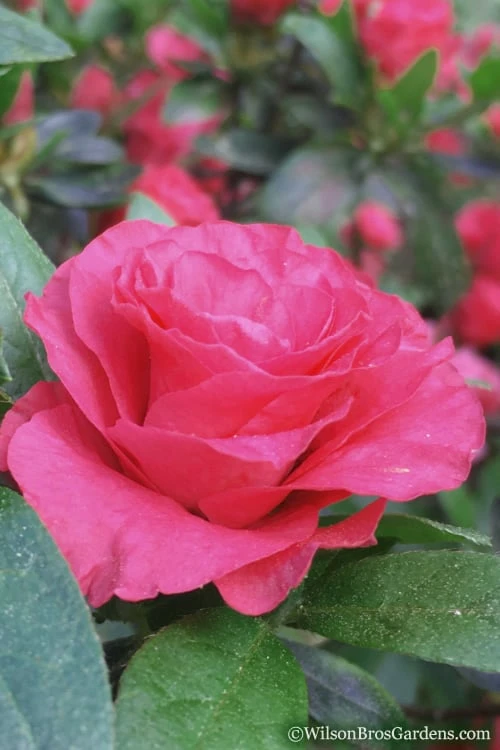 Rosebud Azalea - 1 Gallon Pot 3 Rosebud Azalea - 1 Gallon Pot