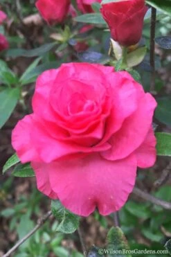 Rosebud Azalea - 3 Gallon Pot 12 Rosebud Azalea - 3 Gallon Pot -Flowers World Shop Azalea Rosebud 3 2