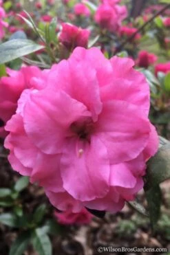 Rosebud Azalea - 6 Pack Of 1 Gallon Pots 13 Rosebud Azalea - 6 Pack Of 1 Gallon Pots -Flowers World Shop Azalea Rosebud 7 3