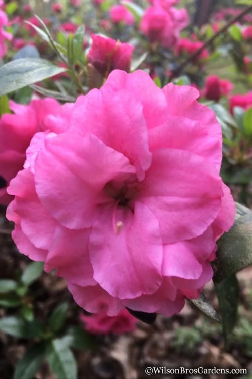 Rosebud Azalea - 6 Pack Of 1 Gallon Pots 8 Rosebud Azalea - 6 Pack Of 1 Gallon Pots - Image 6