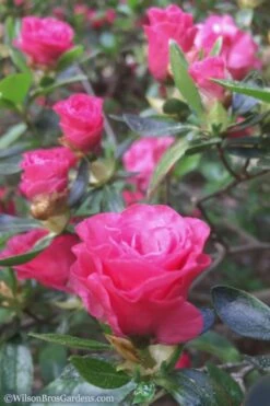 Rosebud Azalea - 2 Gallon Pot 11 Rosebud Azalea - 2 Gallon Pot -Flowers World Shop Azalea Rosebud 8