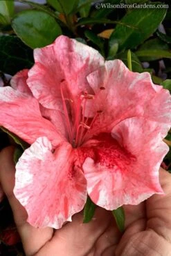 Tama No Hada Azalea - 1 Gallon Pot