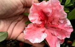 Tama No Hada Azalea - 1 Gallon Pot -Flowers World Shop Azalea Tama No Hada Closeup 1