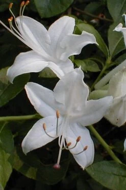 Texas Azalea (Rhododendron Oblongifolium) - 1 Gallon Pot -Flowers World Shop Azalea Texas Rhododendron Oblongfolium 1