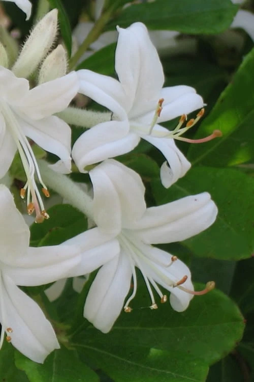 Texas Azalea (Rhododendron Oblongifolium) - 3 Gallon Pot 3 Texas Azalea (Rhododendron Oblongifolium) - 3 Gallon Pot