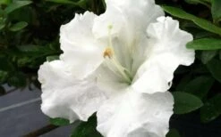 Gumpo White Dwarf Azalea - 1 Gallon Pot 9 Gumpo White Dwarf Azalea - 1 Gallon Pot -Flowers World Shop Azalea White Gumpo