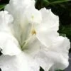 Gumpo White Dwarf Azalea - 1 Gallon Pot -Flowers World Shop Azalea White Gumpo 500x750 1