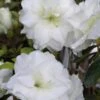 White Rosebud Azalea - 1 Gallon Pot -Flowers World Shop Azalea White Rosebud 3