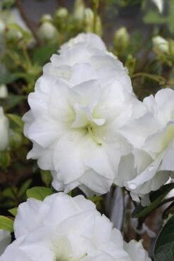 White Rosebud Azalea - 1 Gallon Pot -Flowers World Shop Azalea White Rosebud 4