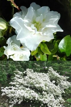 White Rosebud Azalea - 1 Gallon Pot -Flowers World Shop Azalea White Rosebud 5