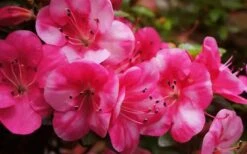 Kobai #2 Azalea - 1 Gallon Pot -Flowers World Shop Azalea kobai 2 2 2