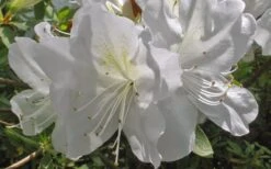 Mrs. G.G. Gerbing White Southern Indica Azalea - 1 Gallon Pot 13 Mrs. G.G. Gerbing White Southern Indica Azalea - 1 Gallon Pot -Flowers World Shop Azlea GG Gerbing Flower
