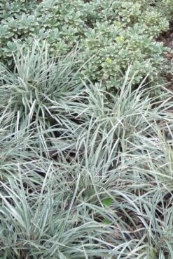 Aztec Grass (Liriope Muscari) - 10 Pack Of Pint Pots