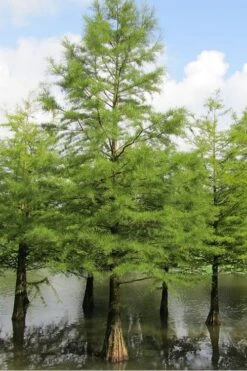 Green Whispers Bald Cypress (Taxodium Distichum) - 7 Gallon Pot (6-7') -Flowers World Shop Bald Cypress 5