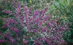 Pearl Glam Beautyberry - Callicarpa - 1 Gallon Pot -Flowers World Shop Beautyberry Pearl Glam 2