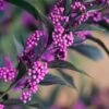 Pearl Glam Beautyberry - Callicarpa - 1 Gallon Pot -Flowers World Shop Beautyberry Pearl Glam 3