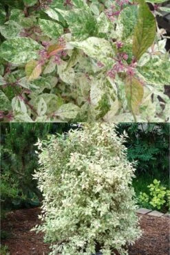 Wine Spritzer Variegated Beautyberry - Callicarpa Dichotoma 'Shiji Murasaki' - 3 Gallon Pot -Flowers World Shop Beautyberry Wine Spritzer 2 500x750 1