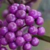 Purple Pearls Beautyberry - Callicarpa - 3 Gallon Pot -Flowers World Shop Beautyverry Callicarpa Purple Pearls Berries Closeup 2 5 x750
