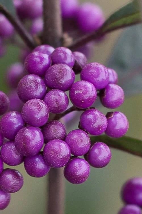 Purple Pearls Beautyberry - Callicarpa - 3 Gallon Pot 3 Purple Pearls Beautyberry - Callicarpa - 3 Gallon Pot
