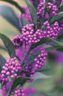 Purple Pearls Beautyberry - Callicarpa - 3 Gallon Pot 11 Purple Pearls Beautyberry - Callicarpa - 3 Gallon Pot -Flowers World Shop Beautyverry Callicarpa Purple Pearls Berries Closeup 5 x750