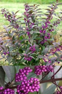 Purple Pearls Beautyberry - Callicarpa - 3 Gallon Pot 10 Purple Pearls Beautyberry - Callicarpa - 3 Gallon Pot -Flowers World Shop Beautyverry Callicarpa Purple Pearls Shrub 5 x750