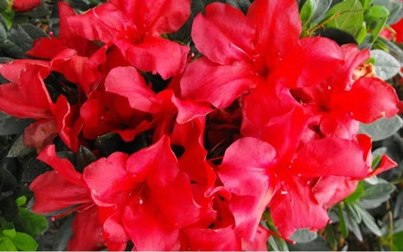 Fireside Red Bloom 'N Again Azalea - 2 Gallon Pot 6 Fireside Red Bloom 'N Again Azalea - 2 Gallon Pot - Image 4