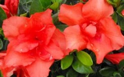 Orange Frost Bloom 'N Again Azalea - 1 Gallon Pot -Flowers World Shop Bloom N Again Azalea Orange Frost