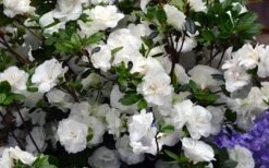 Snowball Bloom 'N Again Azalea - 6 Pack Of 1 Gallon Pots -Flowers World Shop Bloom N Again Azalea Snowball 1
