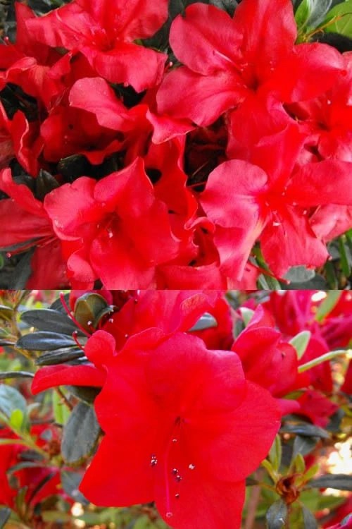 Fireside Red Bloom 'N Again Azalea - 2 Gallon Pot 7 Fireside Red Bloom 'N Again Azalea - 2 Gallon Pot - Image 5