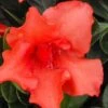Orange Frost Bloom 'N Again Azalea - 1 Gallon Pot -Flowers World Shop Bloom N Again Orange Frost 1 500x750 1
