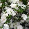 Snowball Bloom 'N Again Azalea - 6 Pack Of 1 Gallon Pots 2 Snowball Bloom 'N Again Azalea - 6 Pack Of 1 Gallon Pots -Flowers World Shop Bloom N Again Snowball 1 500x750 2